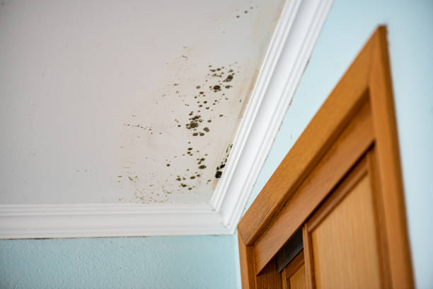 Best Crawl Space Mold Removal  in Las Maravillas, NM