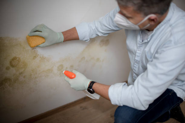 Best Mold Remediation  in Las Maravillas, NM