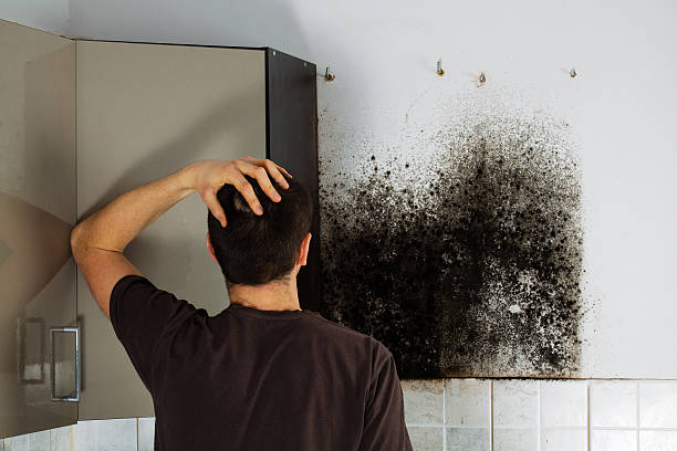 Best Certified Mold Removal  in Las Maravillas, NM