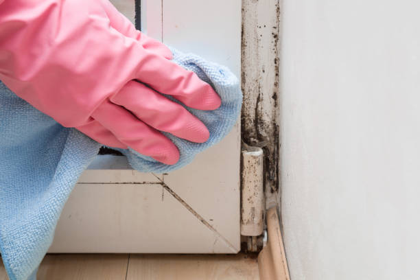 Best Office Mold Removal Services  in Las Maravillas, NM